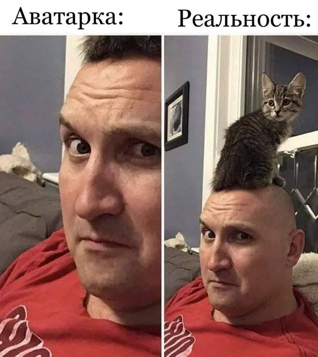 640x719, 64 Kb / голова, котенок, прическа, реальность