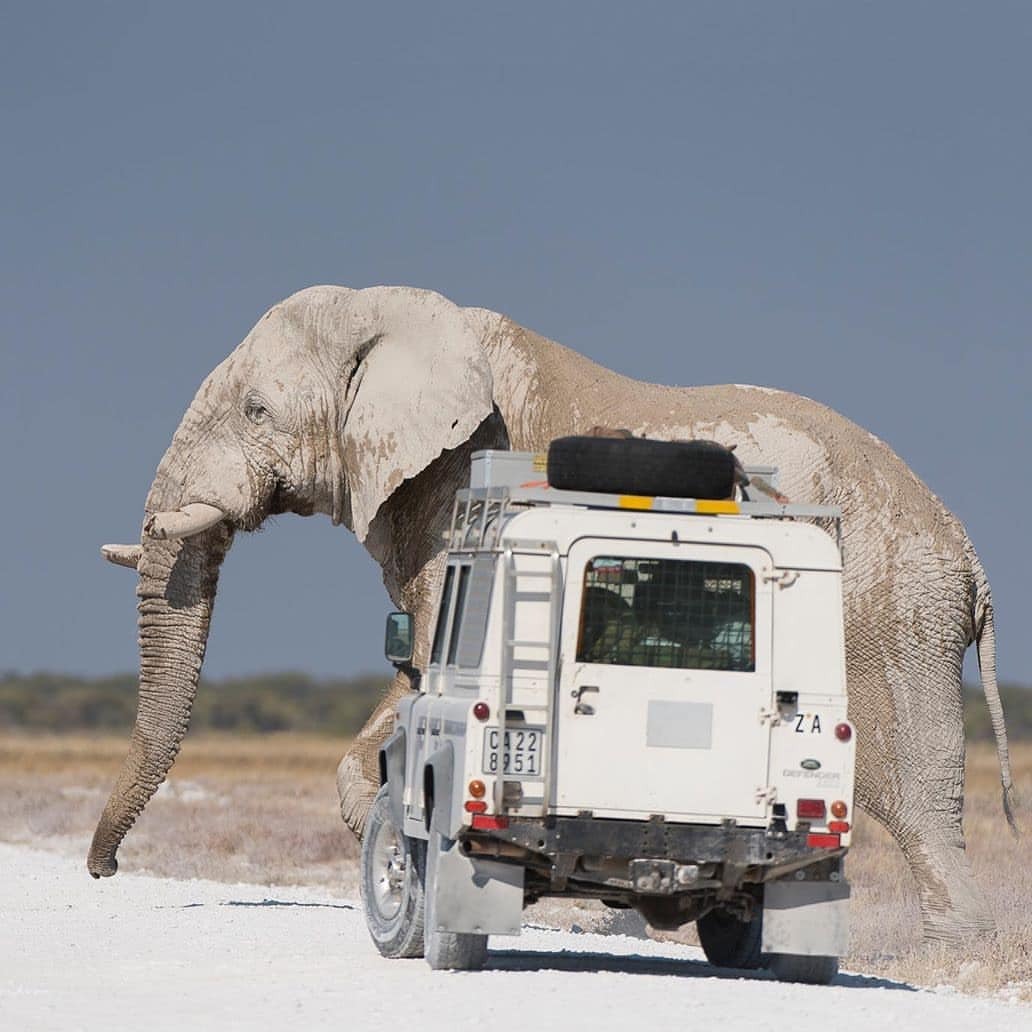 1032x1032, 107 Kb / автомобиль, классика, ретро, слон, лендровер дефендер,  Land Rover Defender