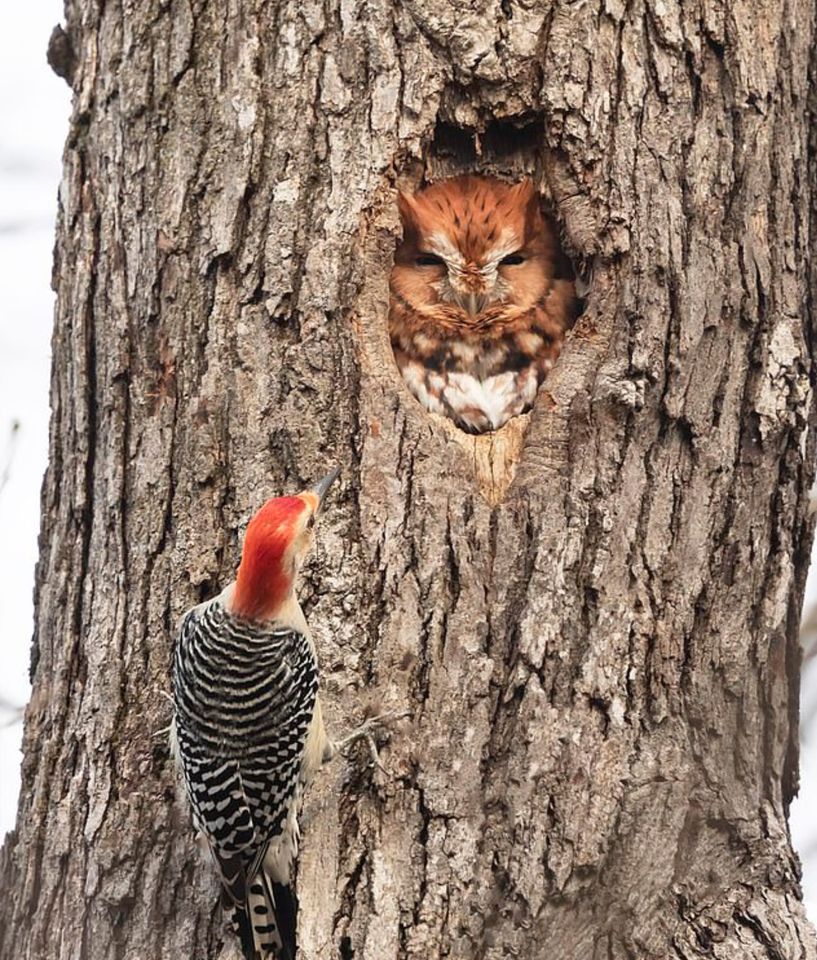 817x960, 226 Kb / дерево, дупло, дятел, сова