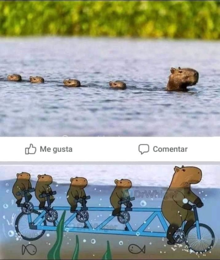 700x830, 91 Kb / капибара, вода, переправа