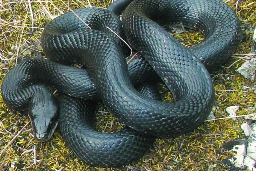 855x570, 108 Kb / змея, змий, черный, гадюка