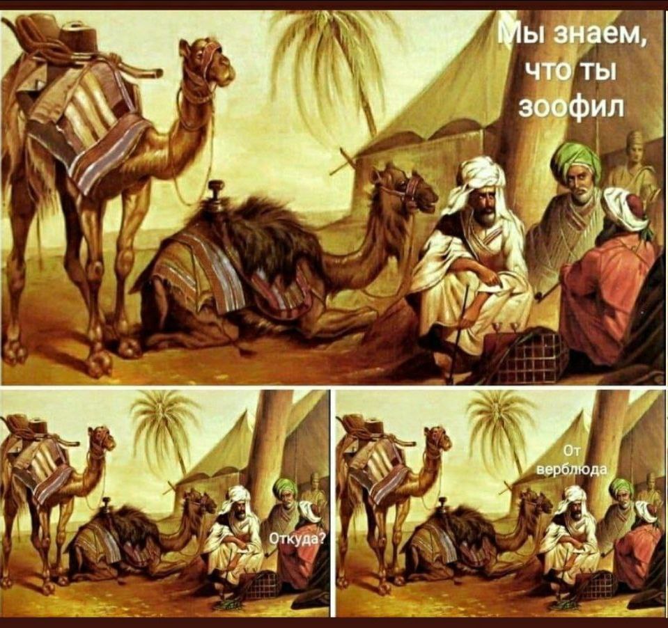 959x902, 196 Kb / зоофил, верблюд