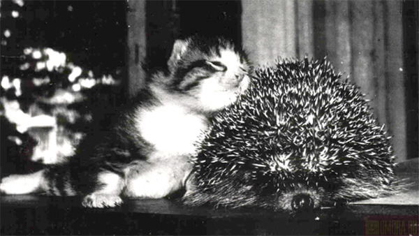 600x338, 71 Kb / котёнок, ёжик