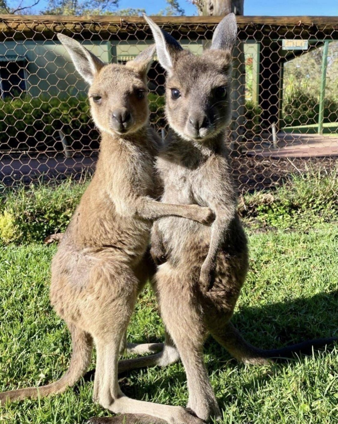 1080x1356, 440 Kb / кенгуру, забор