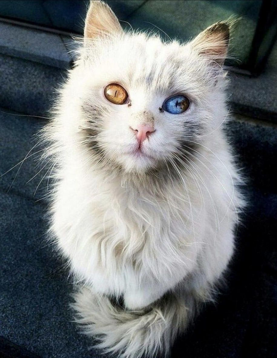 915x1184, 154 Kb / котэ, гетерохромия