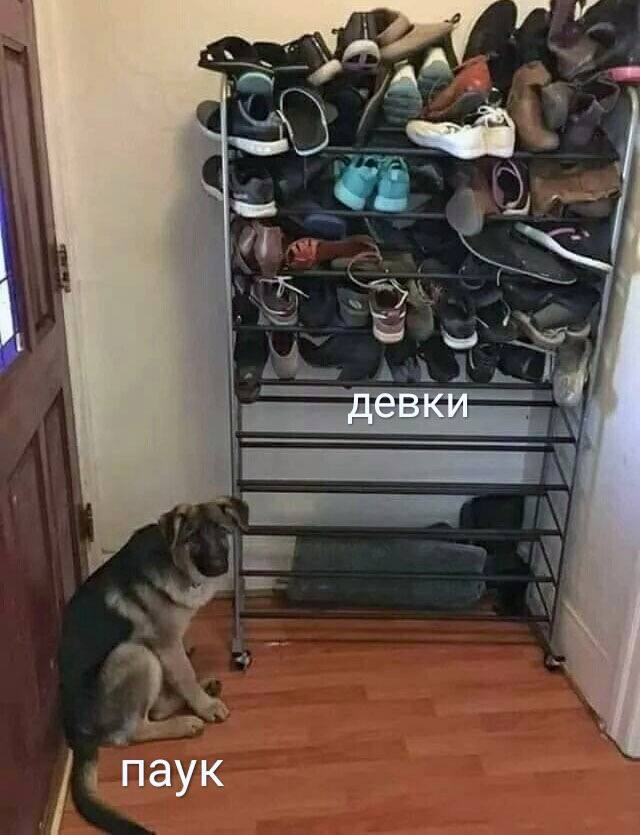 640x835, 70 Kb / собака, щенок, стеллаж, обувь