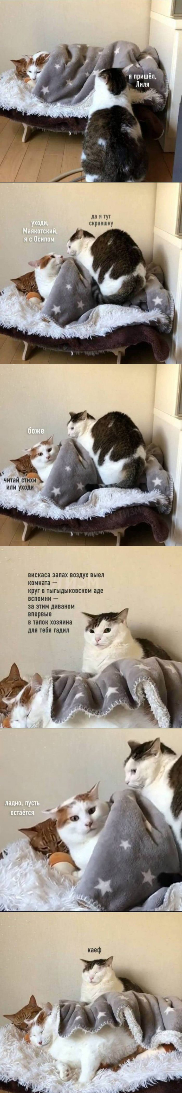 700x4200, 598 Kb / Маякотский, кошки, стихи