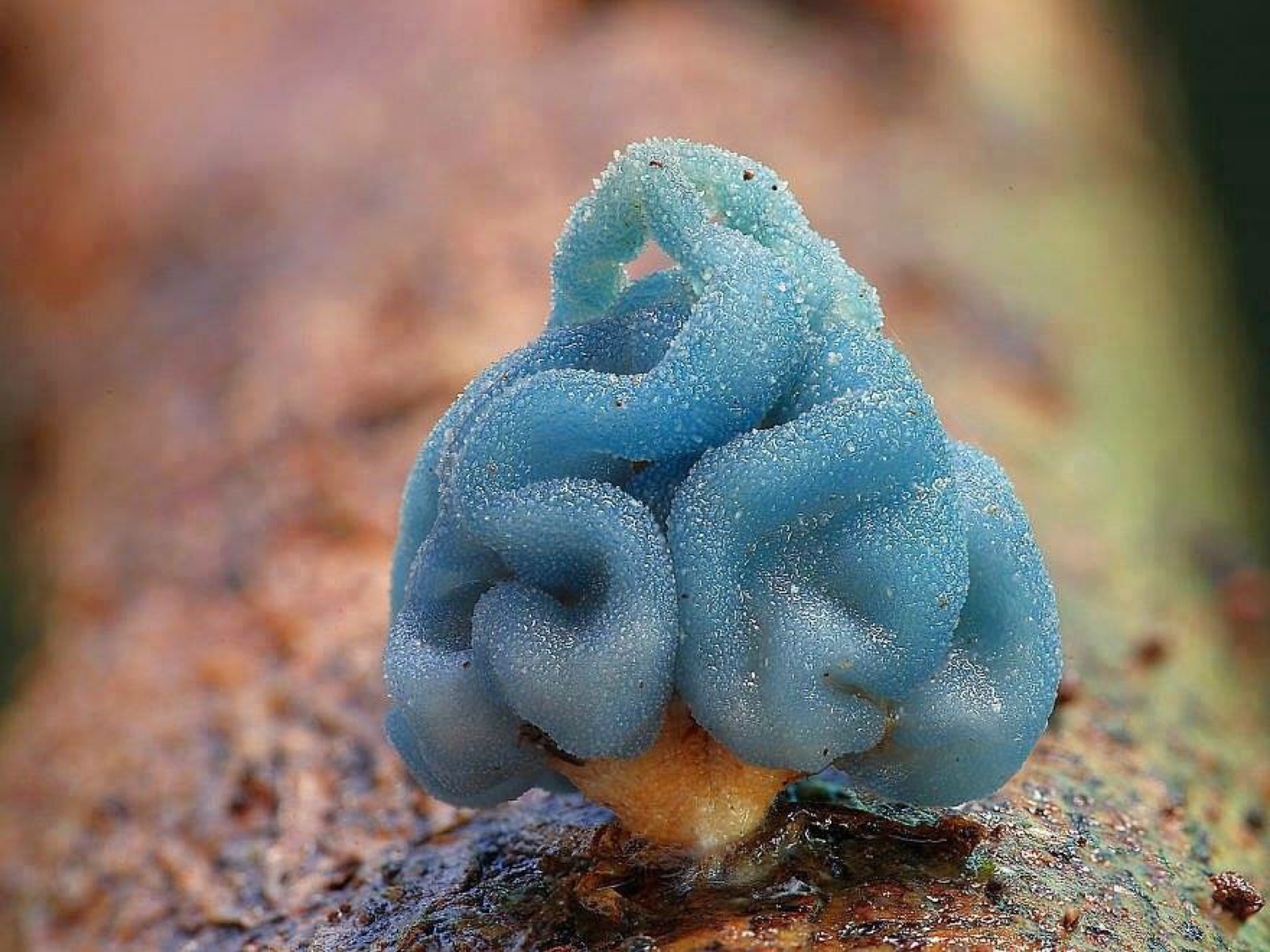 1920x1440, 504 Kb / гриб, Лерациомицес, голубой