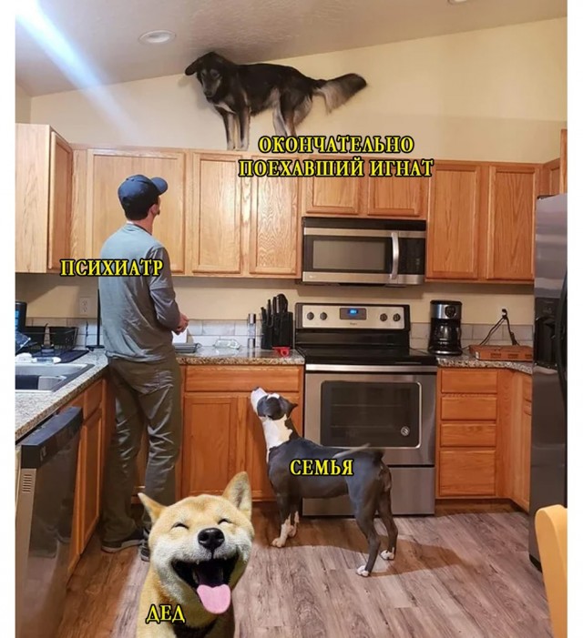 640x701, 104 Kb / собаки, психиатр, дед, семья, игнат