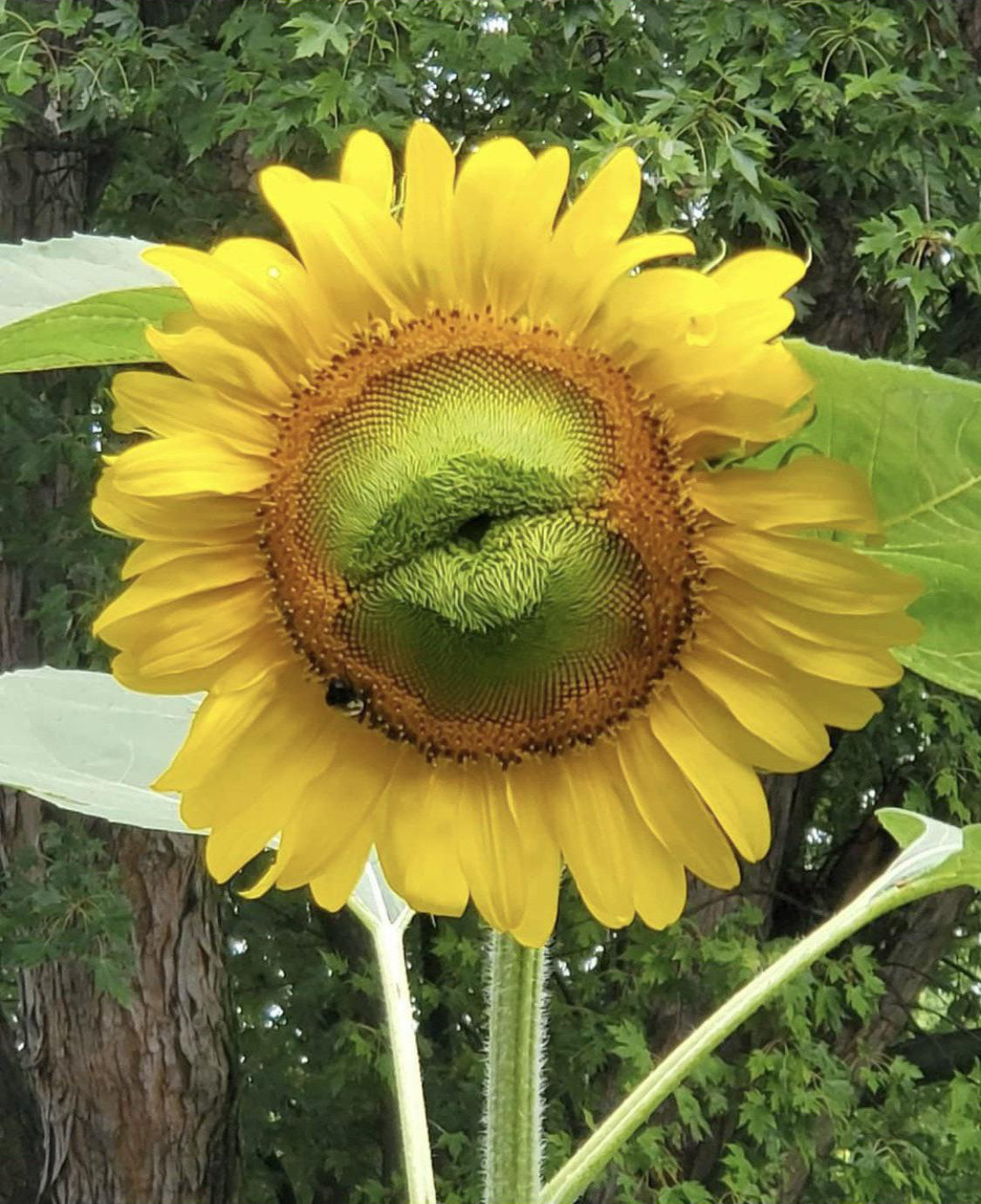 1125x1380, 571 Kb / подсолнух, губы, уточкой