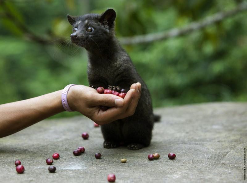 800x591, 161 Kb / мусанг, рука, зерно, кофе