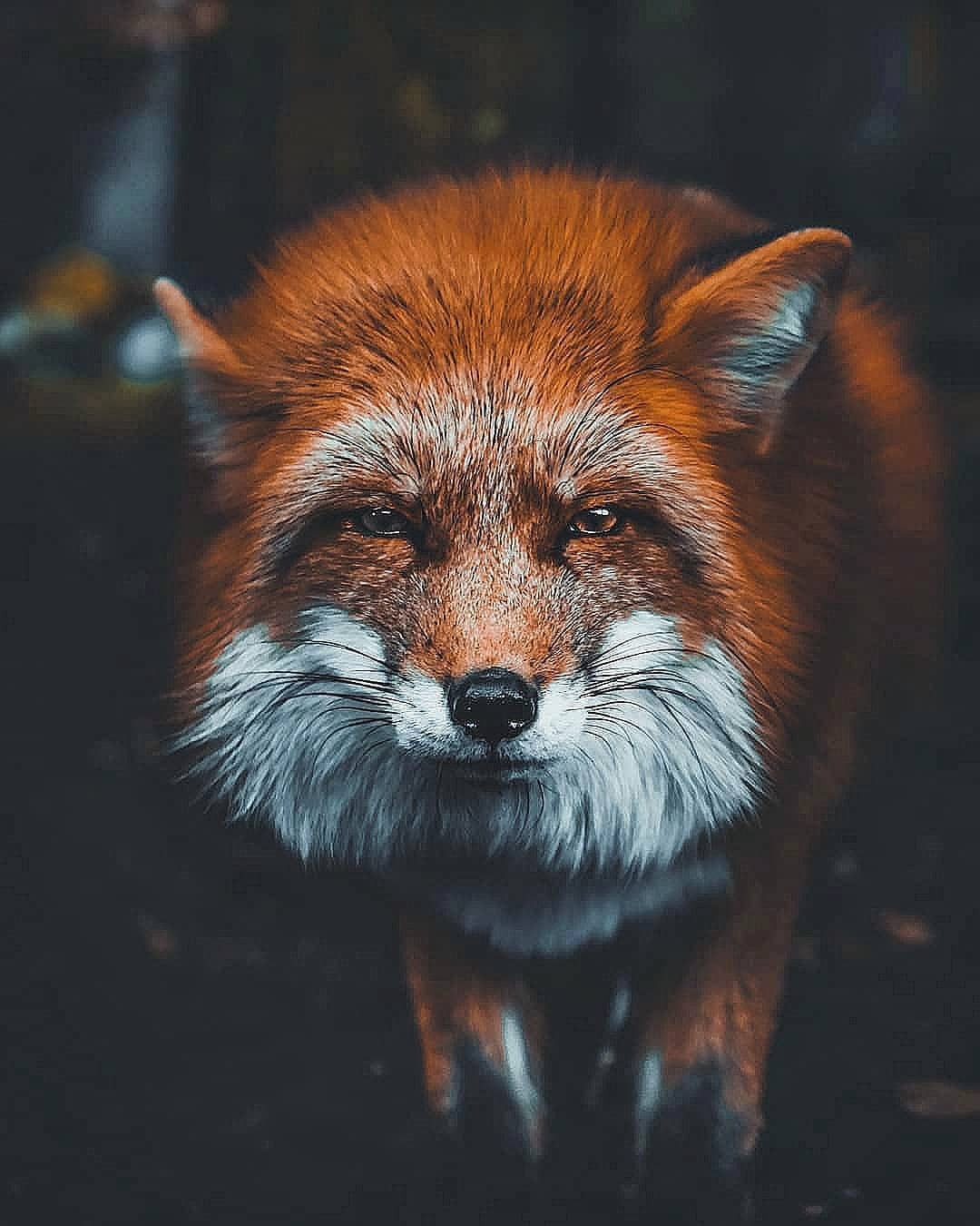 1080x1350, 140 Kb / рыжая, лиса