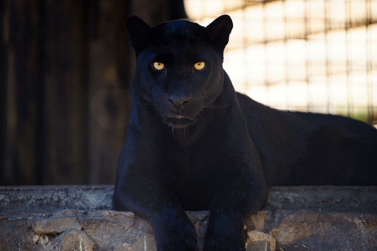 1200x800, 91 Kb / пантера, леопард