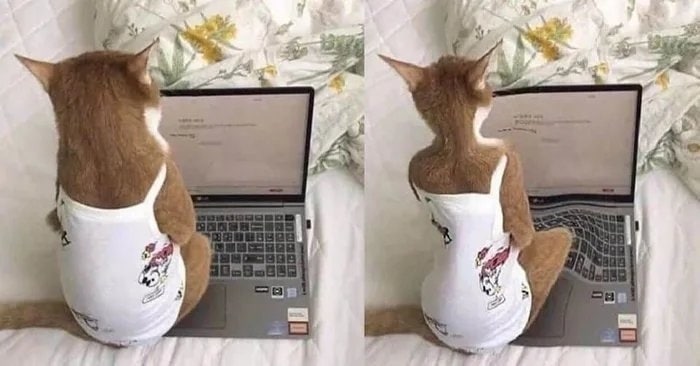 700x366, 52 Kb / кот, ноутбук, фотошоп