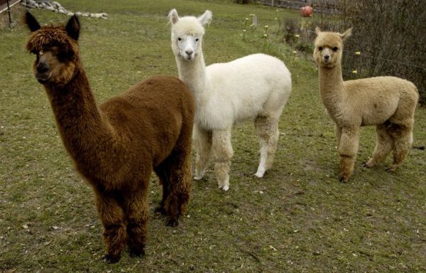 600x384, 54 Kb / альпака