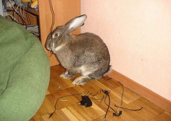 600x426, 32 Kb / заяц, кролик, ест, зарядник