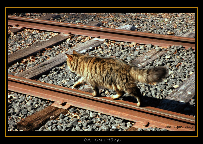 800x568, 205 Kb / рельсы, кошка