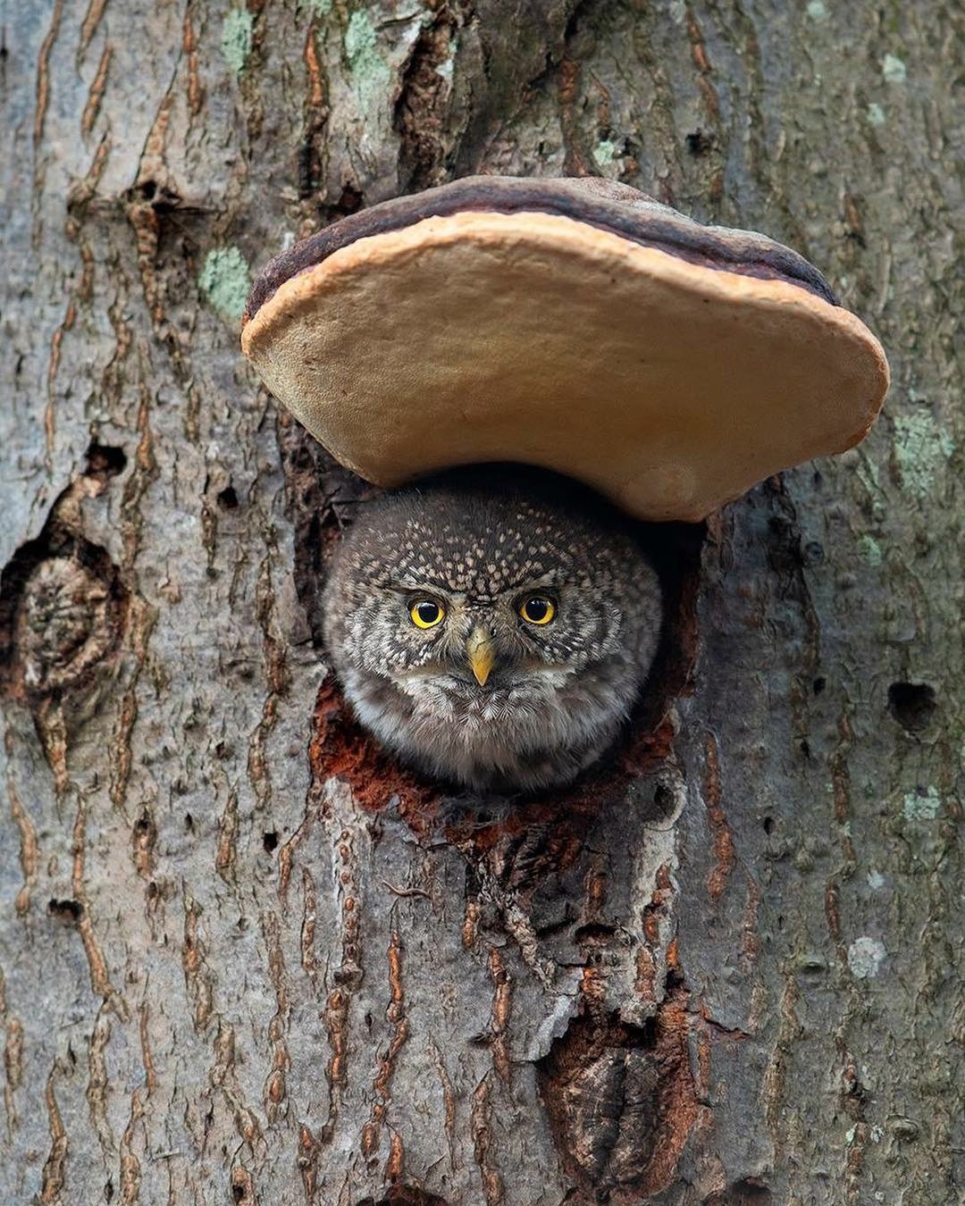 1080x1350, 586 Kb / сова, дупло, выглядывает, дерево, гриб