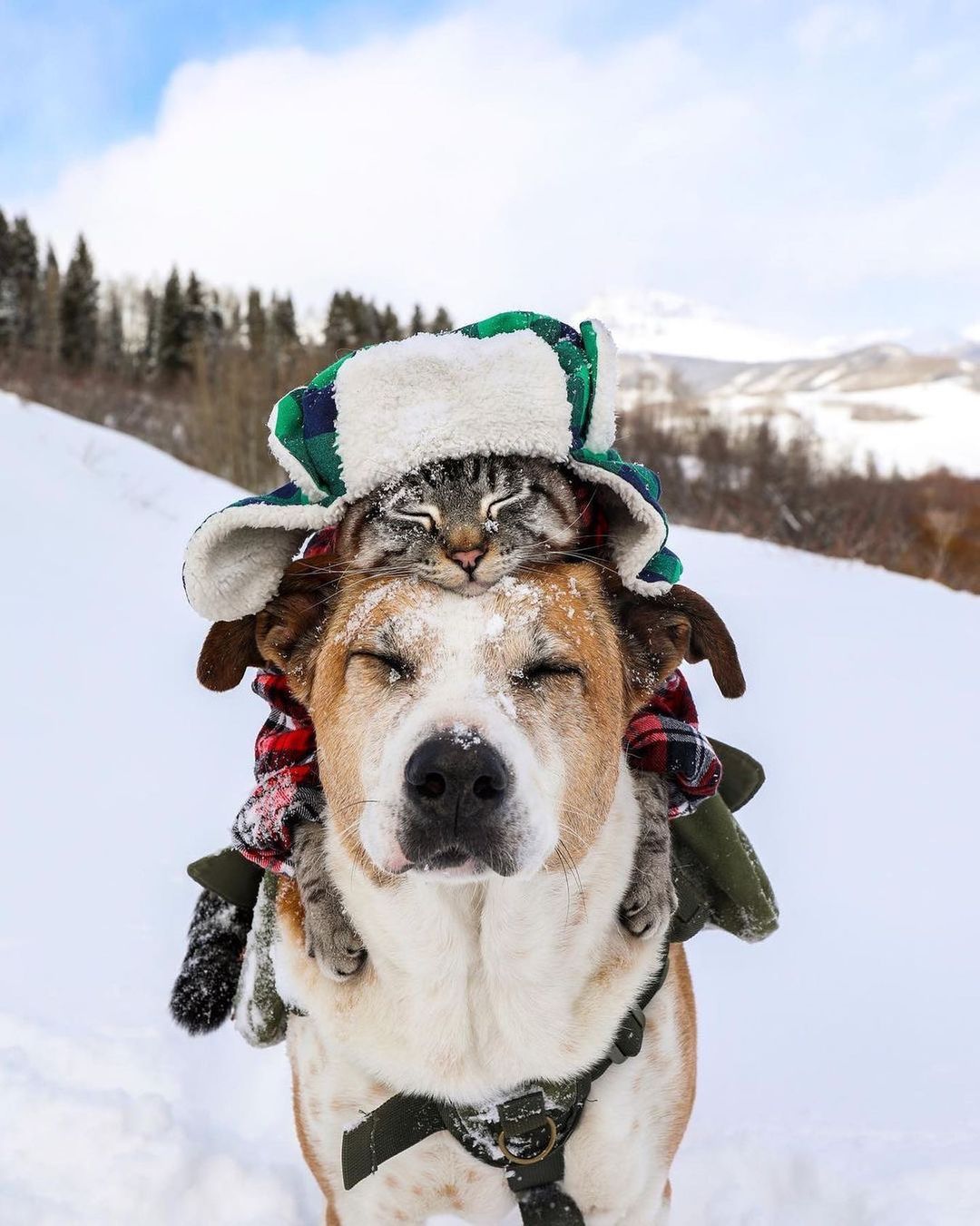 1080x1351, 169 Kb / собака, кот, шапка, снег, наездник