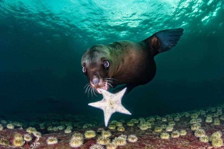 900x600, 77 Kb / морская звезда, под водой, котик