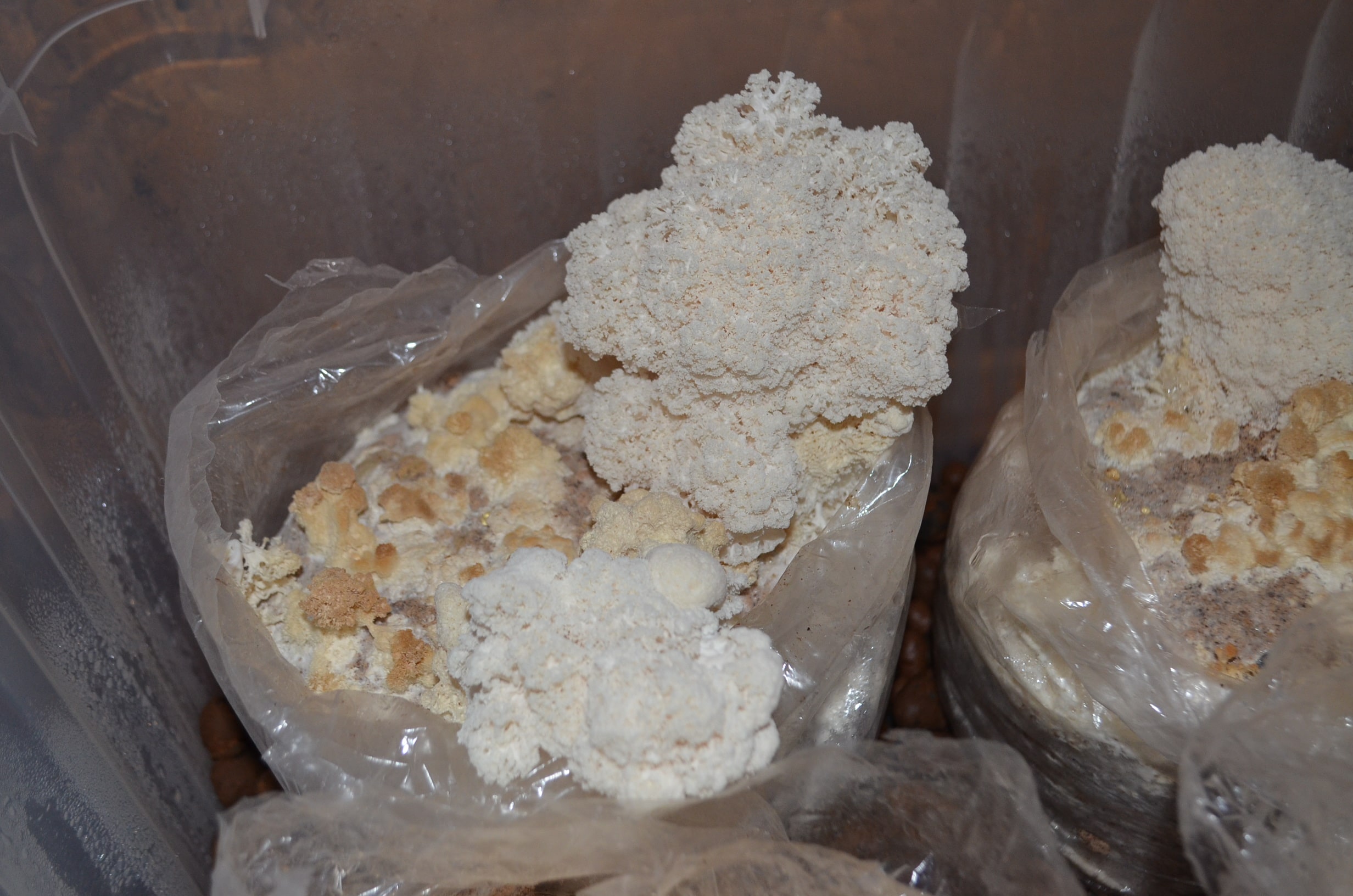 2464x1632, 449 Kb / гриб, ежовик, гребенчатый