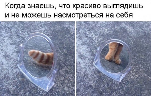 640x408, 70 Kb / Зеркало, хвост, лапы, кот