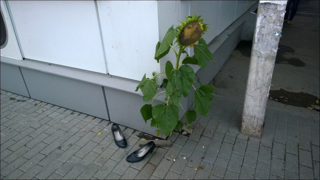 1102x620, 248 Kb / подсолнух, туфли, столб, угол, плитка