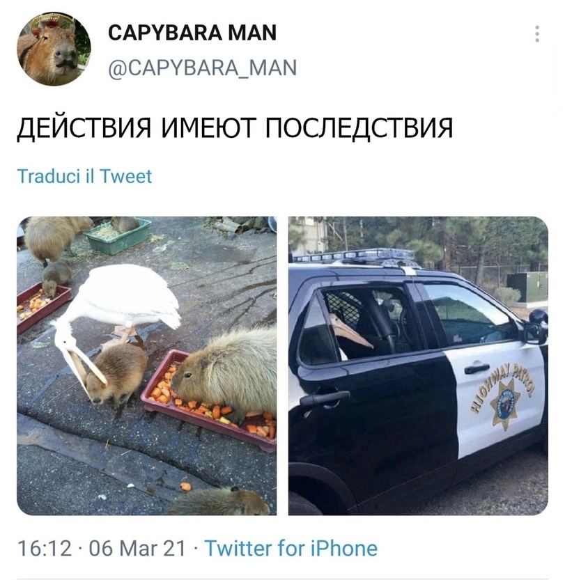 811x833, 103 Kb / действия, последствия, капибара, пеликан