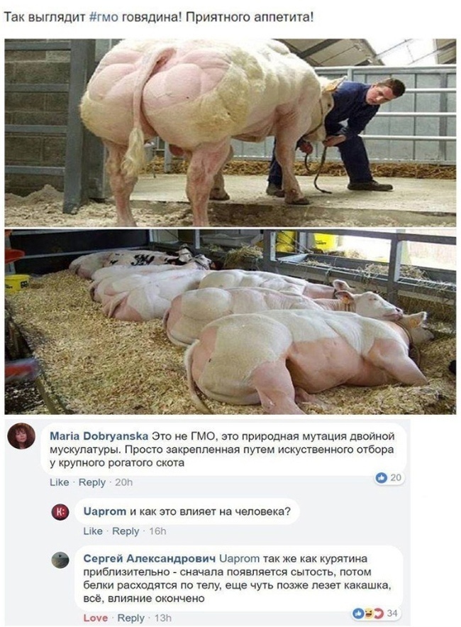 650x883, 239 Kb / Говядина, гмо