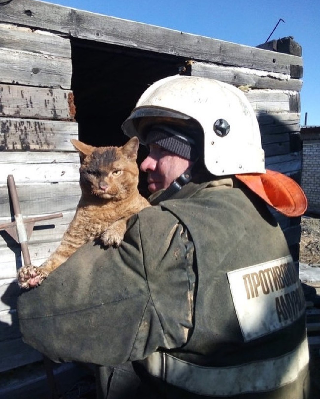 1072x1336, 242 Kb / рыжий, кот, горелый, пожар, шлем, МЧС, недовольная морда