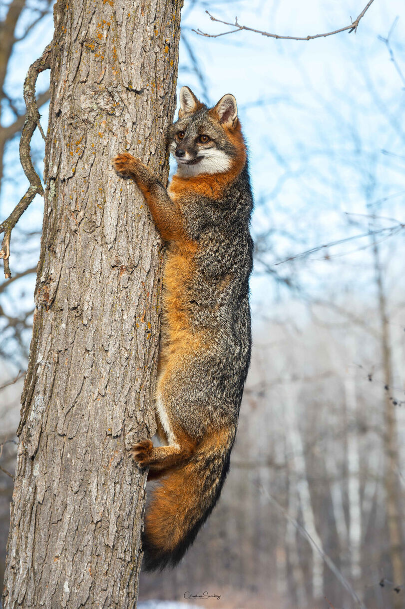 811x1219, 266 Kb / лиса, дерево