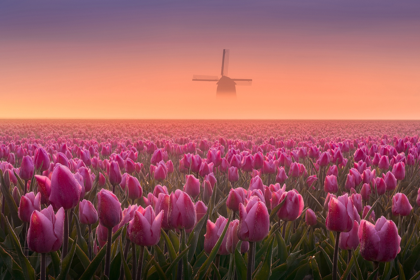 1400x935, 508 Kb / тюльпаны, мельница, туман