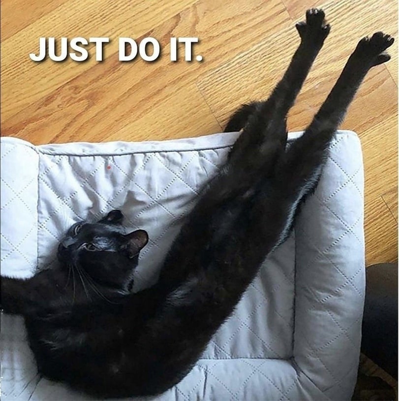 811x814, 128 Kb / кот, Nike, логотип