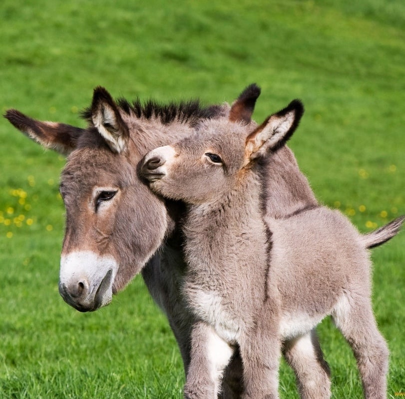 811x799, 134 Kb / ослик, осел, животные