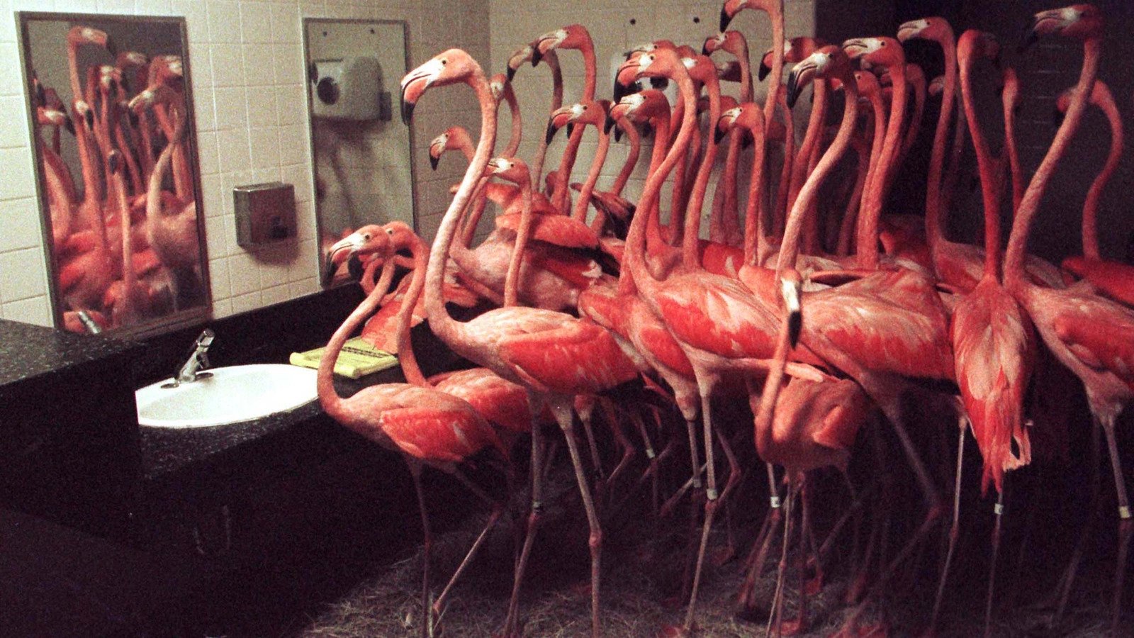 1600x900, 323 Kb / фламинго, туалет