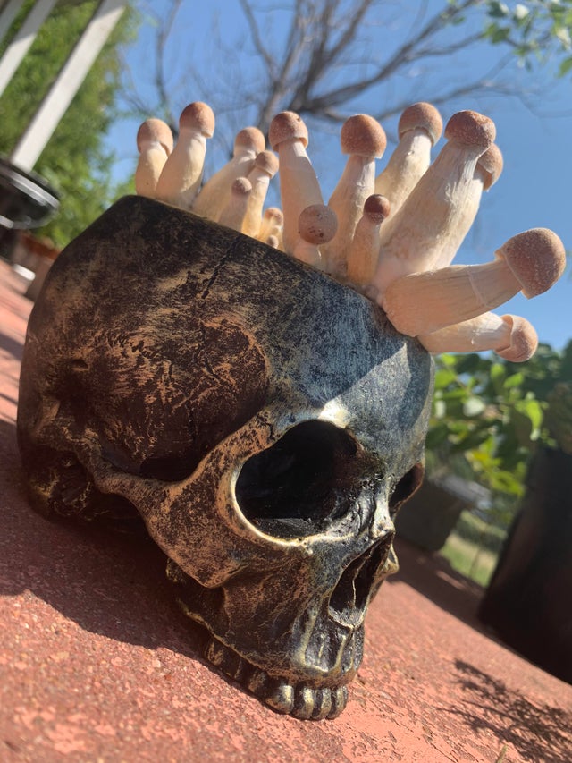 640x853, 115 Kb / череп, грибы