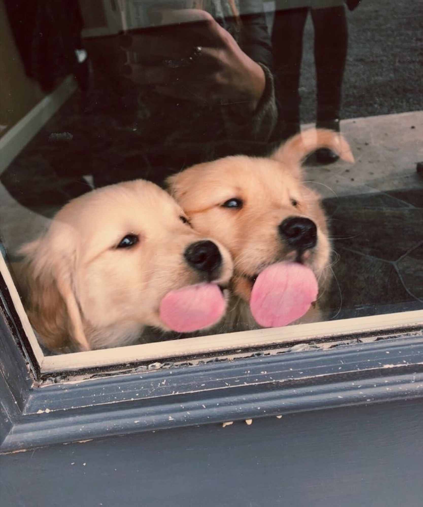 1667x2000, 367 Kb / щенки, язык, собаки, стекло