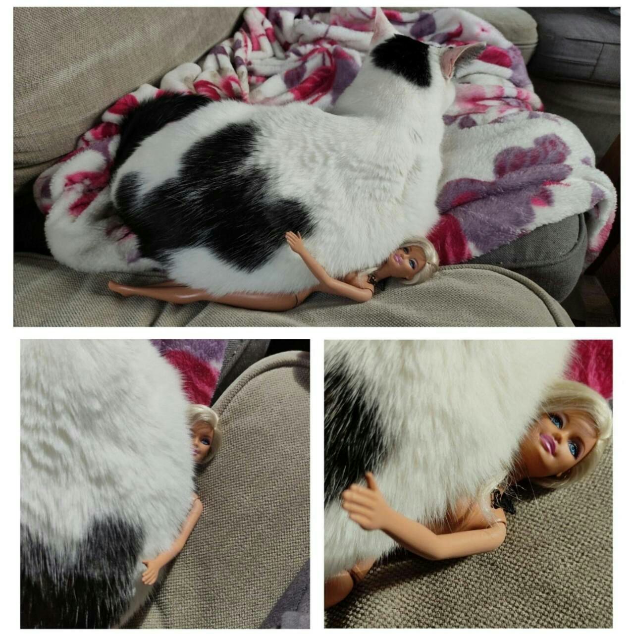 1280x1280, 244 Kb / кукла, кошка, барби