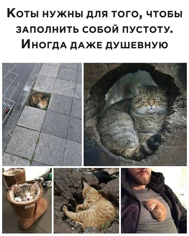 640x800, 109 Kb / кот, котенок, пустота, пень
