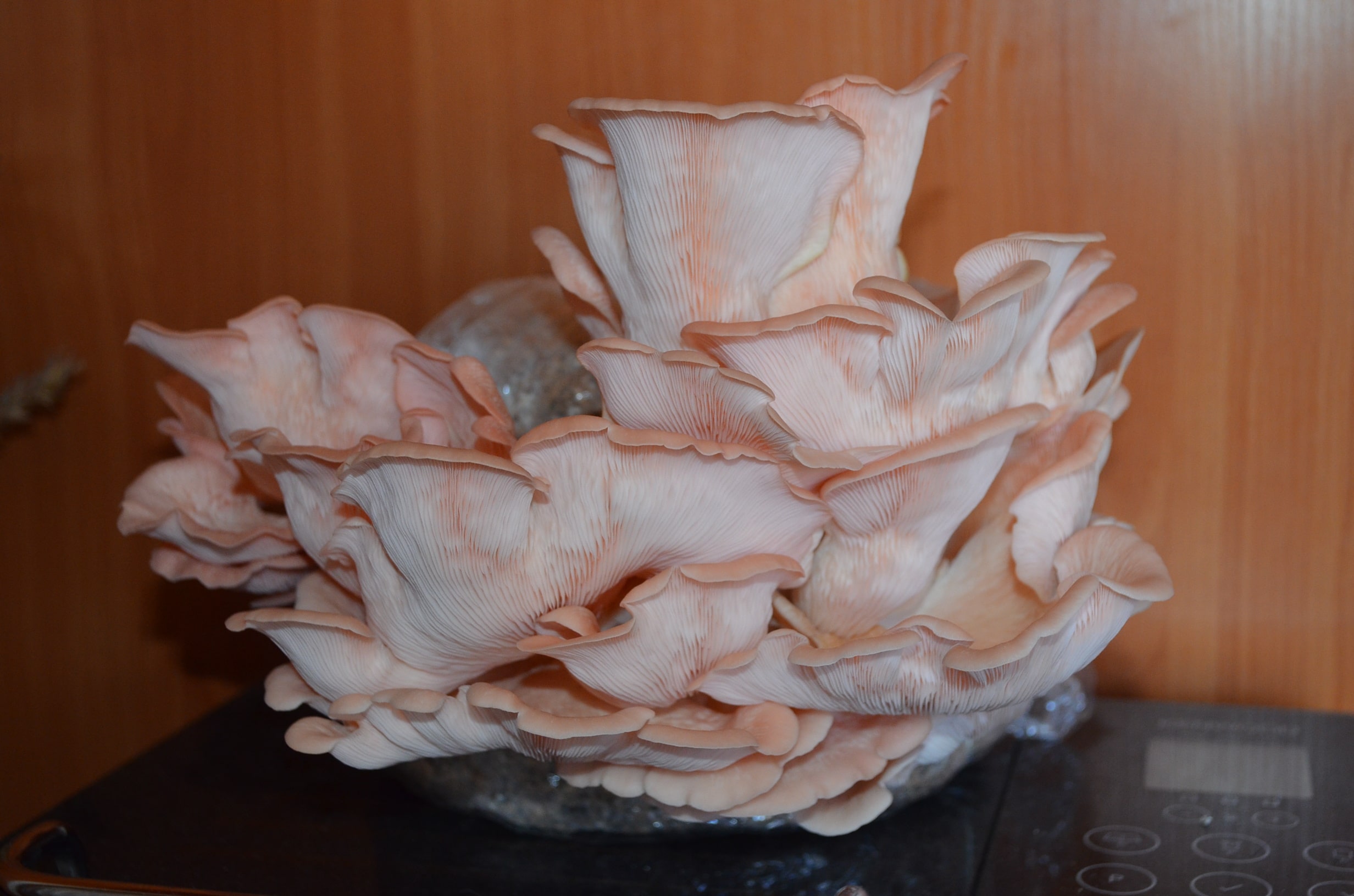 2464x1632, 343 Kb / гриб, вешенка розовая, pleurotus djamor