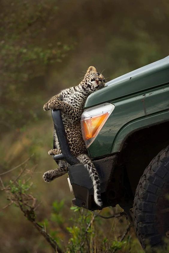 564x846, 111 Kb / котенок, автомобиль, леопард, бампер