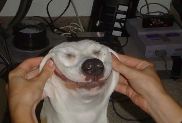 600x405, 20 Kb / собака, улыбка