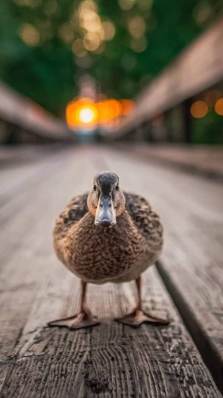 759x1350, 70 Kb / утка, доски, мост