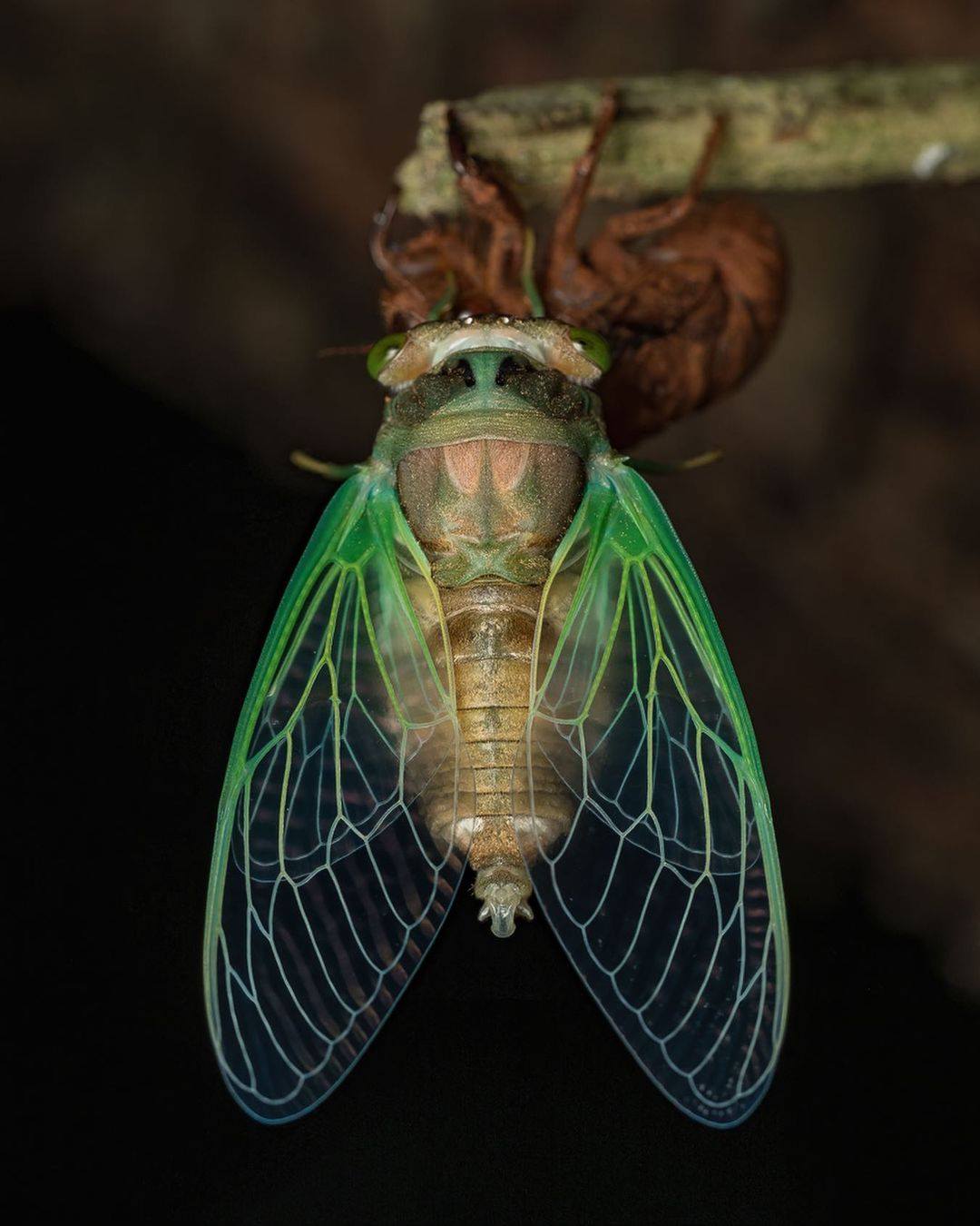 1080x1350, 107 Kb / цикада