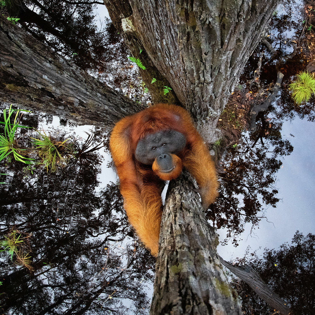 1080x1080, 610 Kb / орангутанг, лес, вода, отражение