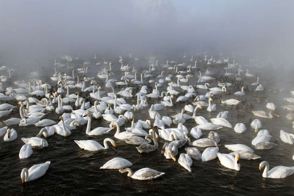 1024x683, 73 Kb / лебеди, утки, туман, вода