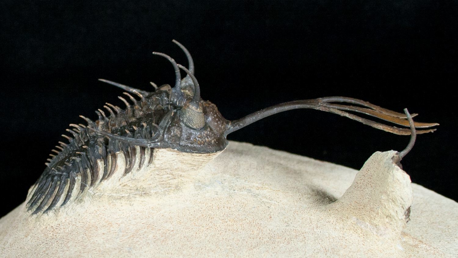 1500x847, 176 Kb / трилобит, членистоногое, ископаемое