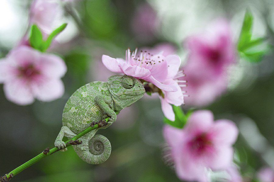 900x600, 81 Kb / хамелеон, цветы