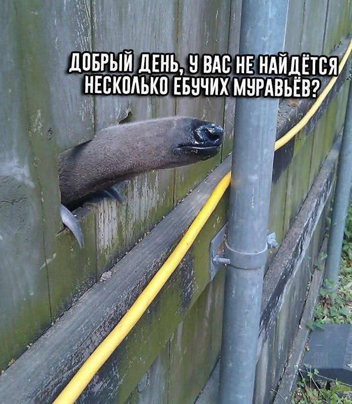 698x800, 106 Kb / забор, муравьед