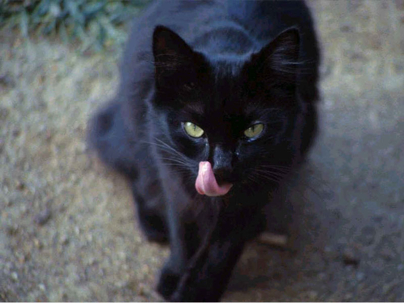 800x600, 66 Kb / кот, язык